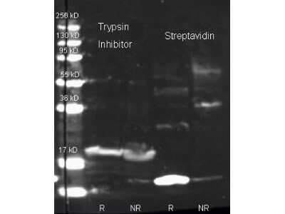 Western Blot: Streptavidin Antibody [Texas Red] [NB120-7240] - Streptavidin antibody [Texas Red] and Biotin conjugated Rabbit anti-trypsin inhibitor antibody were used to detect target proteins Trypsin Inhibitor (left) and Streptavidin (right) under reducing (R) and non-reducing (NR) conditions. Reduced samples of purified target proteins contained 4% BME and were boiled for 5 minutes. Samples of ~1ug of protein per lane were run by SDS-PAGE. Protein was transferred to nitrocellulose and probed with 1:1000 dilution of primary antibody (ON 4 C). Detection shown was using Dylight 649 conjugated Donkey anti rabbit (RT in blocking buffer) and imaged on the VersaDoc System
